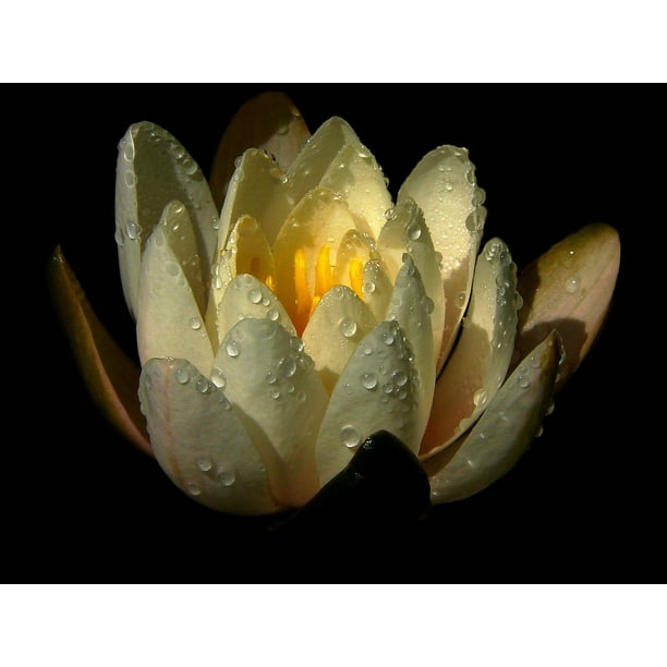 10x Bowl Lotus Seeds Flower Water lily Perennial Nymphaea Aquatic Plants